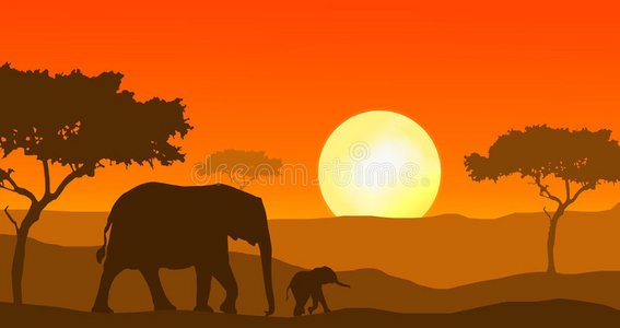 夕阳下行走的大象