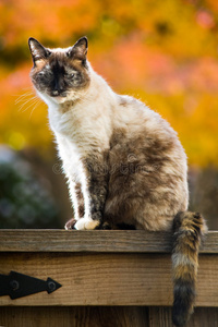猫秋摄影图 猫秋图片大全 猫秋照片 摄图新视界