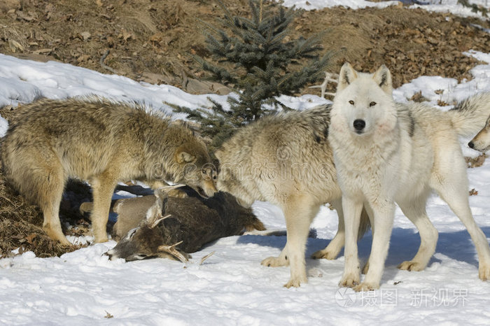 下载小样发票合同问题/举报北美森林狼野生动物狼犬捕食肉灰狼雪豹狼