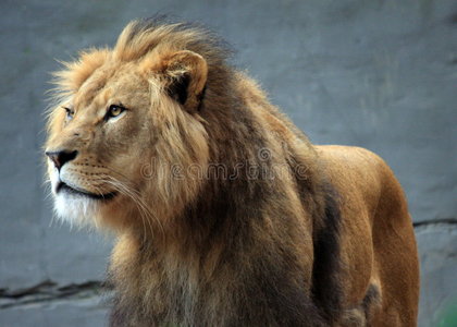 动物园里的狮子图片