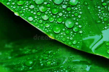 带水滴的绿叶图片