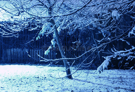 冬夜树图片