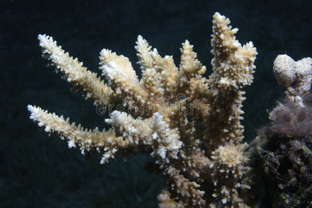 热带珊瑚