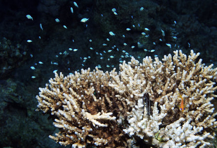 热带珊瑚