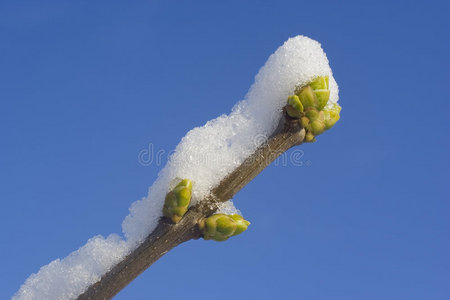 白雪蓝天下含苞待放的树枝图片