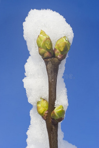 白雪蓝天下含苞待放的树枝图片