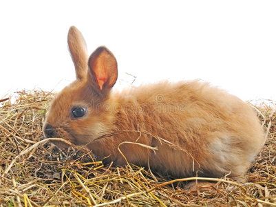 一只兔子坐在干草上