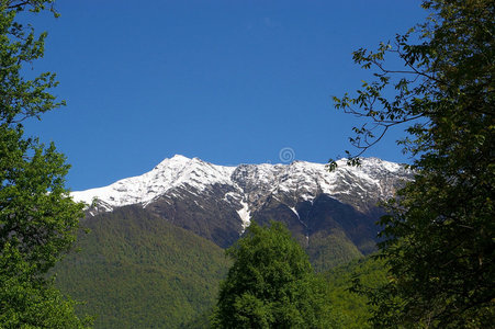 雪峰与森林