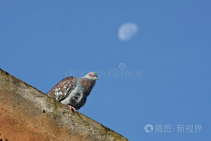 杰伊·雷尼尔斑猫头鹰野生猎鹰天空中的鸟巢张开嘴的猎鹰苍鹭鸬鹚鸬鹚