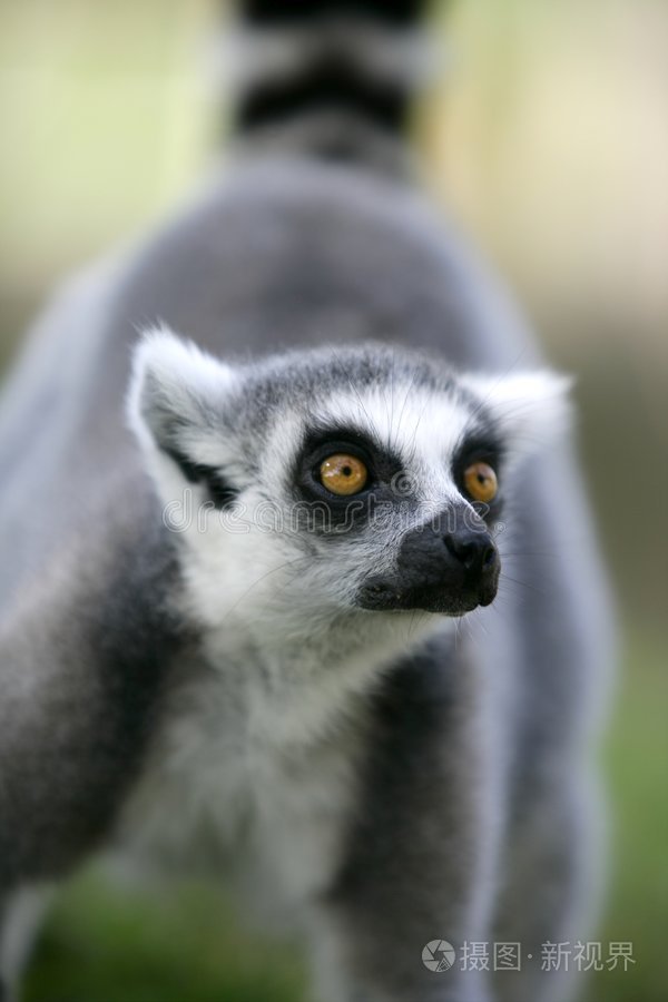 马达加斯加环尾狐猴