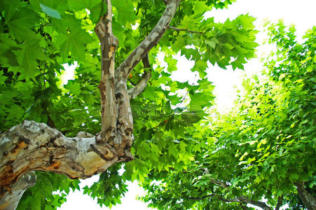 梧桐树树叶图片-梧桐树树叶素材-梧桐树树叶插画-摄图新视界