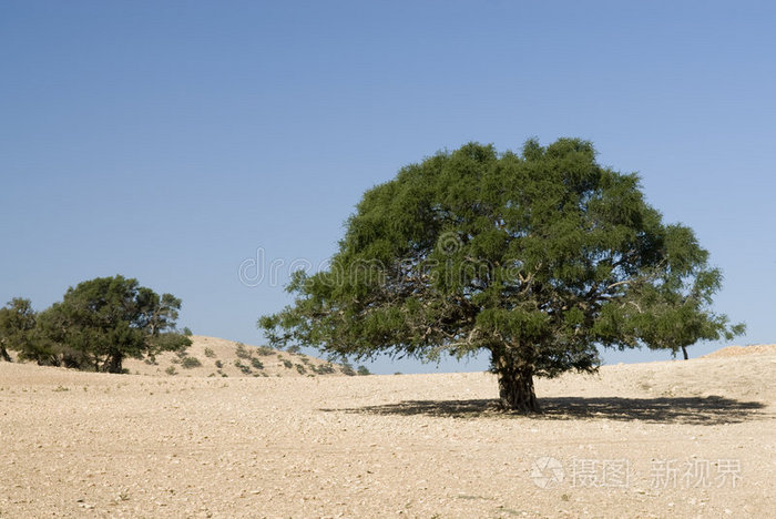 沙漠中的阿甘树