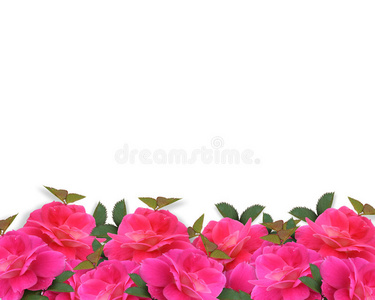 粉红玫瑰边框背景