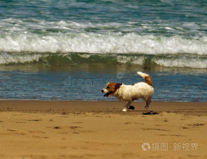 热带海滩之狗照片 正版商用图片0i3r3r 摄图新视界 热带海滩之狗照片 正版商用图片0i3r3r 摄图新视界