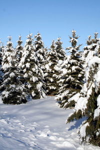 白雪云杉