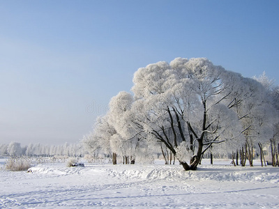 冬天的树。