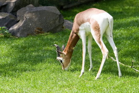 extinctinwild食草动物照片
