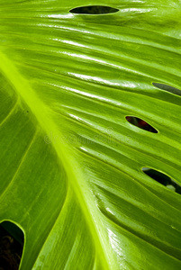 热带绿叶抽象背景