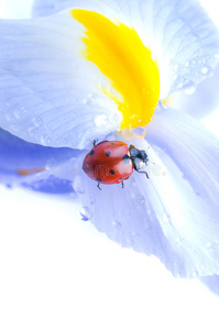 瓢虫花瓣