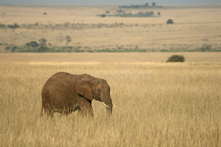 非洲象景观