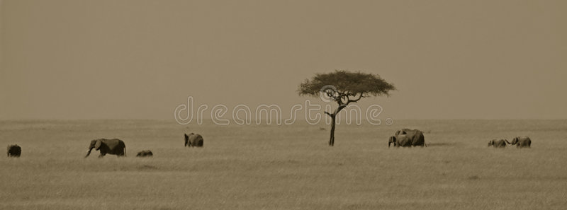 非洲象景观