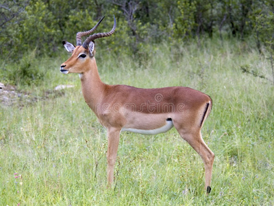 非洲野生动物黑斑羚