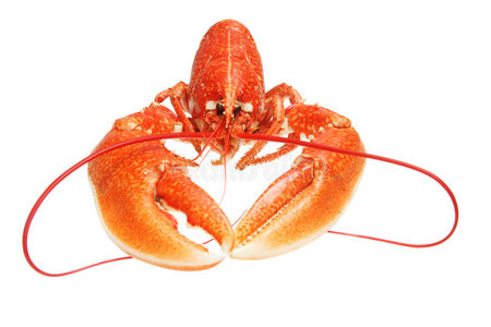 龙虾前视图照片