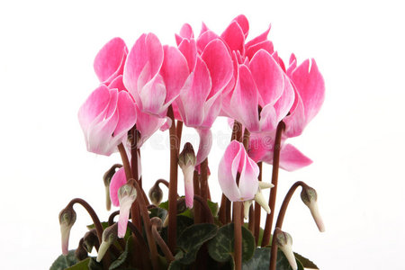 仙客来与祖母的气味仙客来花园店子春天的水仙花水仙花,含羞草,郁金香