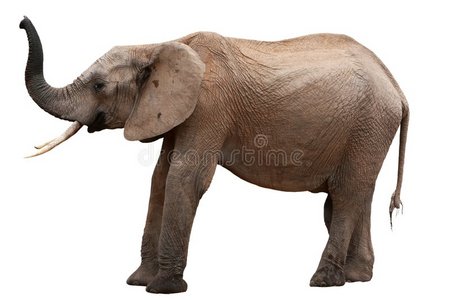 非洲象孤立