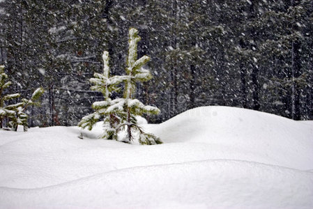 暴风雪中的两棵小树图片