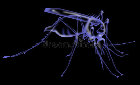 动物 射线 昆虫 视野 疟疾 插图 蚊子 天线 节肢动物