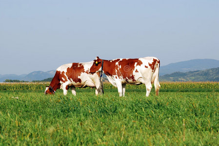 两头牛在田里吃草