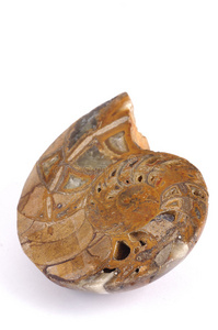 白底鹦鹉螺化石