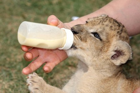 狮子幼崽酒瓶