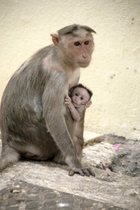 印度小镇上的猕猴家族