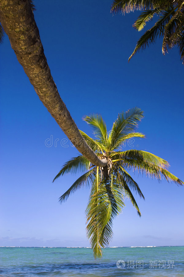 一棵椰子树挂在泻湖上