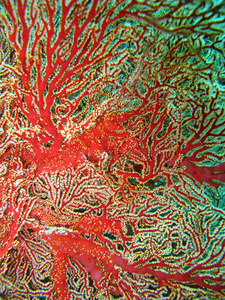 彩色珊瑚礁植物