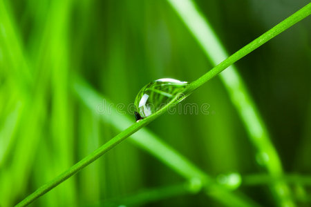 雨点落在绿叶上