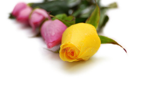 聚焦黄玫瑰和四朵粉红玫瑰图片