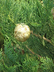 柏树种子荚照片