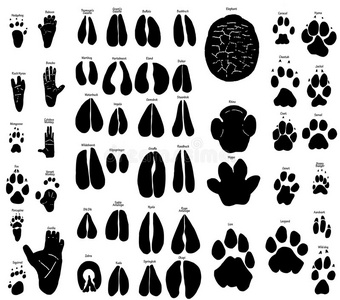 长颈鹿脚印图片