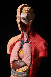 身体内部器官图片