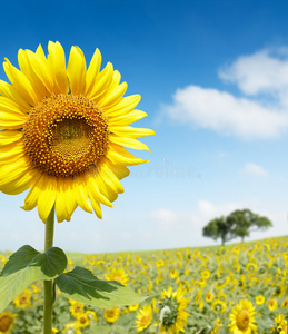 重瓣太阳花图片