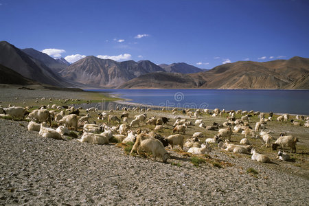 盘公湖的山羊图片