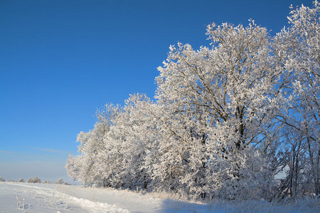 覆盖着雪的橡树