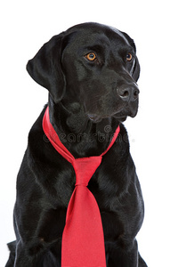红领结的黑色拉布拉多犬图片