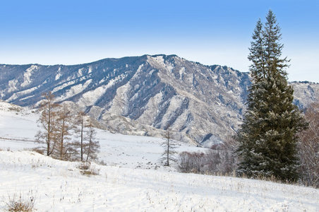 山顶和毛皮树。西伯利亚的冬天。