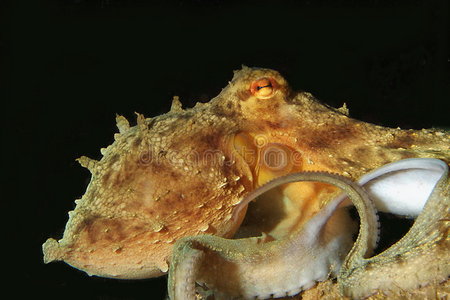 照片 动物 特写镜头 海洋 火鸡 自然 生活 水下 岩石