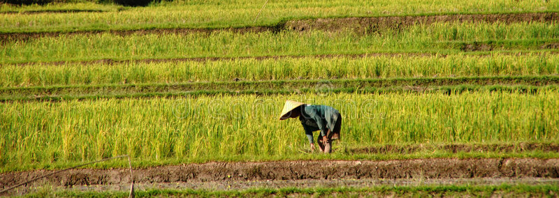 巴厘岛稻田农民