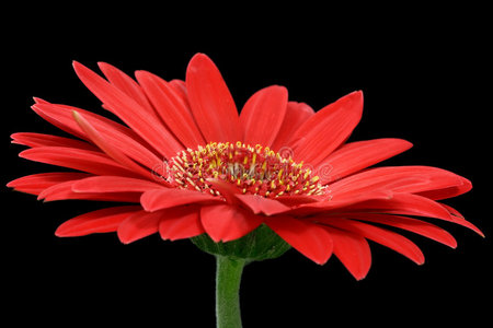 红非洲菊